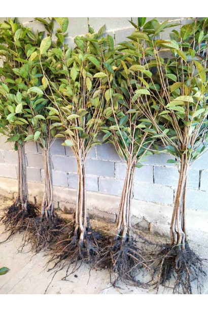 Вишня Шоколадниця - саджанці з відкритою кореневою системою